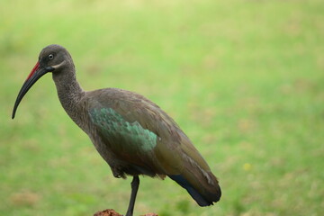 Birds at Lake Naivasha Kenya