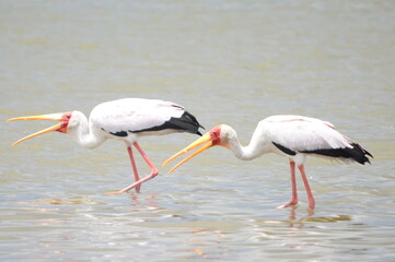 Birds at Lake Naivasha Kenya