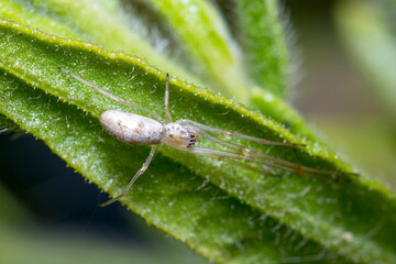 Tetragnatha sp spider posed on a leaf waiting for preys