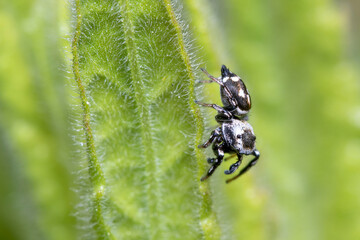 Heliophanus sp spider posed on a plant looking for preys