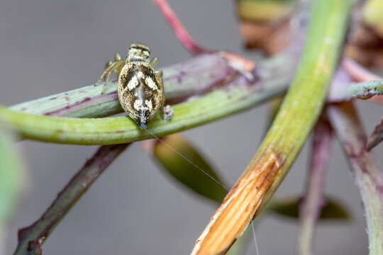 Heliophanus tribulosus spider walking on a plant looking for preys