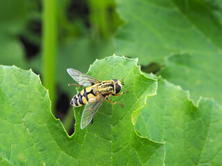 The colorful hoverfly (Helophilus trivittatus) sitting on the green leaf of squash on the summer day