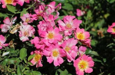 Pink roses beautiful bouquet at Rose Garden, in Madrid.