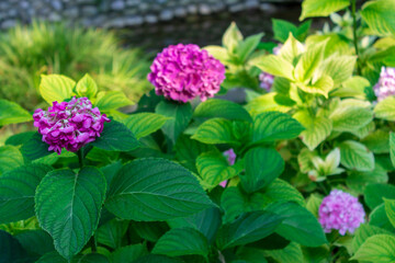 Close up of Hydrangea, the rose flowers