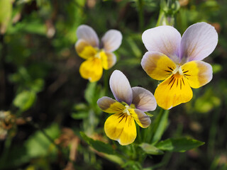 Three yellow-violet pansies closeup on the green natural background