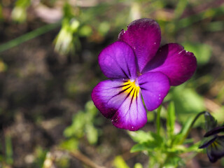 The yellow-violet pansy closeup on the green natural background
