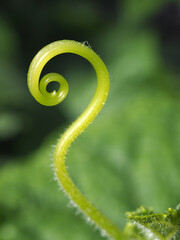 The green spiral sprout closeup on the green natural background 