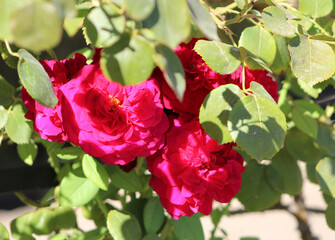 Pink roses bouquet at Rose Garden in El Retiro Park, Madrid.