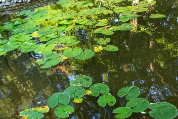 Lotus leaves in a botanical garden and fish swimming under them