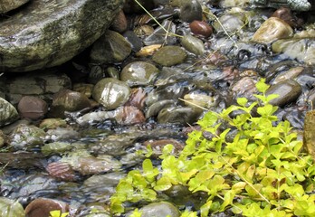 Close up view of water in a stream flowing over stones leading to a man-made waterfall and koi pond