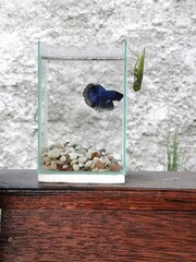 Beta Fish V.S. Mantis