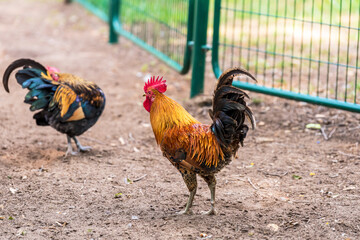 Portrait of beautiful French rooster in the rural village. Selective focus.