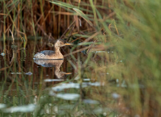 Little grebe chick swimming  in Buhair lake, Bahrain
