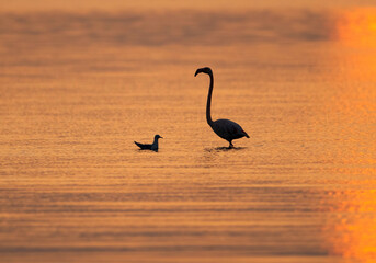 Greater Flamingo in the morning at Tubli bay, Bahrain