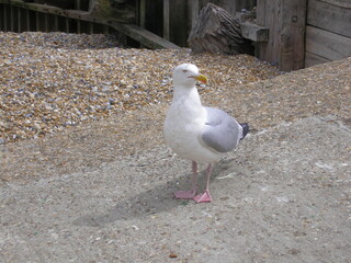 seagull on the beach