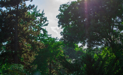Trees in a botanical garden
