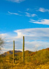 Fototapeta na wymiar Landscape Tucson Mountains and Saguaro Cactus
