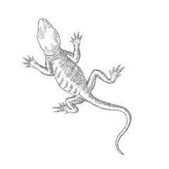 Lizard or gecko lizard isolated and hand drawn. Vector
