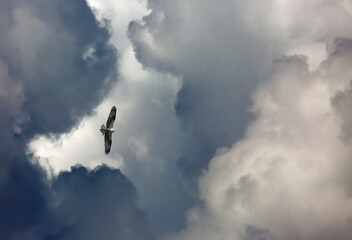 Osprey and Threatening Clouds