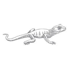 Lizard or gecko lizard isolated and hand drawn. Vector