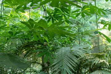 Fototapeta premium Plants in a glasshouse inside a botanical garden