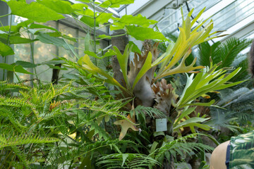 Plants in a glasshouse inside a botanical garden