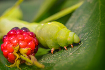 Green caterpillar on a leaf. Blackberries. Macro photo. Raspberry berries. Green leaf. Caterpillar body texture. Blackberry berry texture. Features of the structure of the caterpillar. Close-up. Bokeh