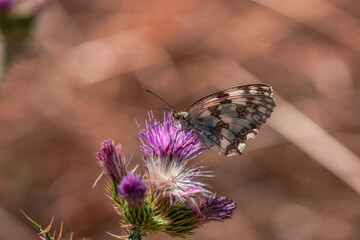 Melanargia russiae