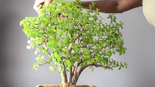 Black woman pruning a succulent plant called Portulacaria afra "Elephant Bush"  (commonly known as Jade plant) in a Bonsai style.