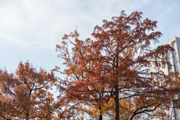 Yellow and orange leaves, autumn season with sky in the background