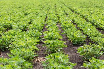 Fototapeta na wymiar Green ripening soybean field, agricultural landscape. Beautiful green soy fields growing in rows, agriculture generating money for the local economy. 