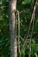 a broken twig on a thin tree trunk