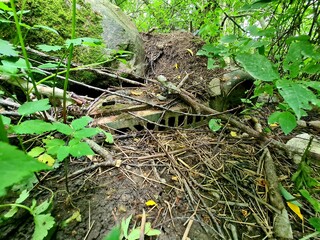 Fototapeta premium old rusty car