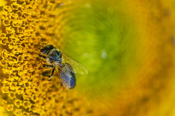 Honey bee collecting nectar in sunflower macro view, copy space for your design.