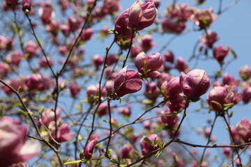 blooming pink magnolia
