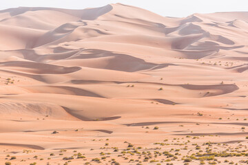 Sand dunes perfect textures with desert plants and shrubs in Liwa desert in Abu Dhabi, United Arab Emirates. Sands of arabian desert in Middle East.