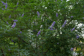 Close up of Delphinium, light violet flowers