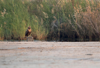 Eurasian Marsh harrier perched on ground, Bahrain