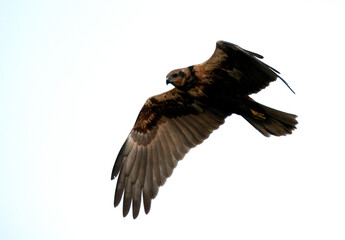 Eurasian Marsh harrier flying, Bahrain