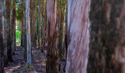 Naklejka premium Floresta - árvores de eucalipto 