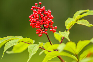Red elderberries on the north Oregon coast.