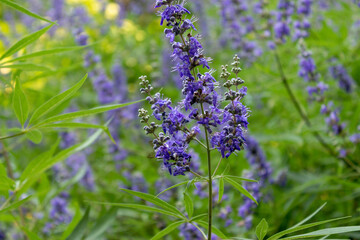 Close up of Delphinium, light violet flowers