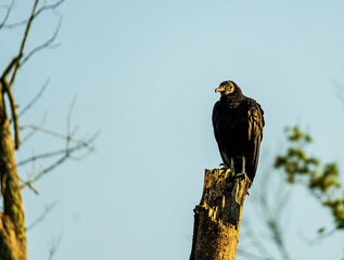 Black Vulture Perched on a Dead Tree