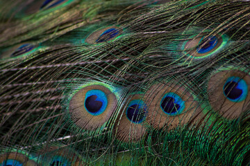 Feathers of Peacock