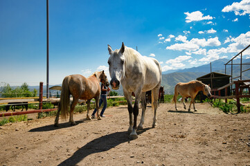horse and foal