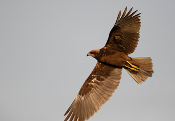 Eurasian Marsh harrier in flight, Bahrain