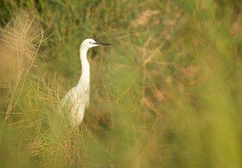 Little Egret in the grasses at Asker marsh, Bahrain
