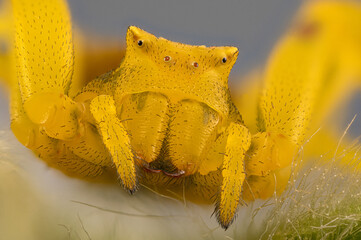 Focus stacking d'araignée - Thomise enflée - Thomisus onustus