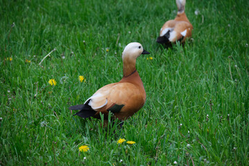 two red ducks are walking on a green lawn