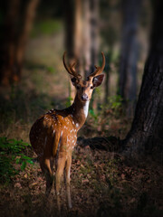 Naklejka na ściany i meble Spotted Deer at Mudumalai Forest 